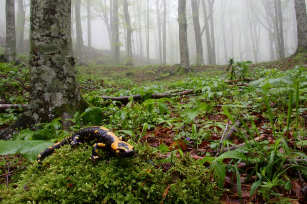 Salamandre pezzate fra la nebbia